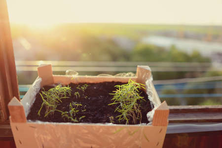 on the sill of the window is a box with a young green grassの写真素材