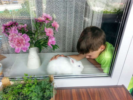 behind the glass window on the window sill is a vase with tulips and white bunny boyの写真素材