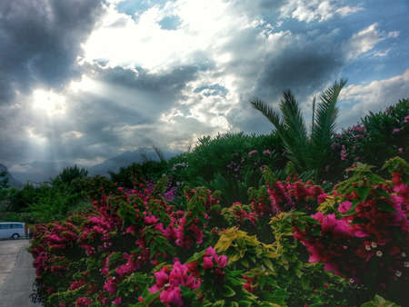 breaks through the thick clouds and sun beam meadow with flowersの写真素材