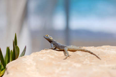 on the hot sand against the blue sky worth lizardの写真素材