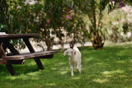 in the park on the green lawn running little lambの写真素材