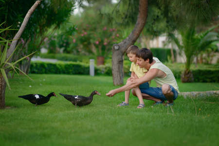 summer in the park on the green lawn son with his father feed wild ducksの写真素材