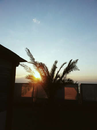twilight sunset and silhouette of buildings and palm treesの写真素材