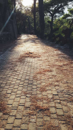 in the park among the trees stone road with dry grassの写真素材