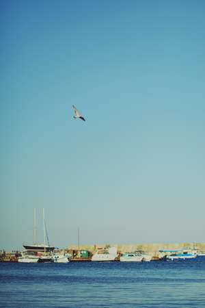 harbor with sailboats in the blue sky seagull soars in the sky