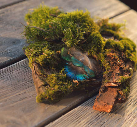 on a wooden surface lies moss green and peacock featherの写真素材