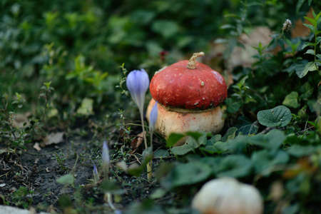 on the ground with greenery and flower decorative pumpkin mushroomの写真素材