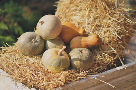 sunlight in a wooden box with straw and pumpkins lotの写真素材