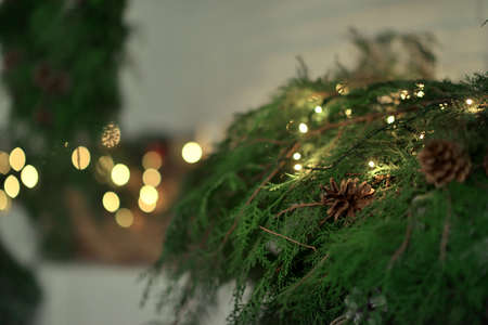 thuja green branches with cones and burning lights garlandの写真素材