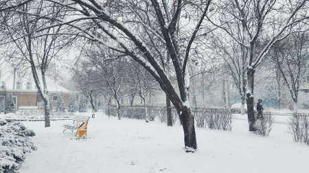 winter park after a snowfall bushes and trees in fluffy snowの写真素材