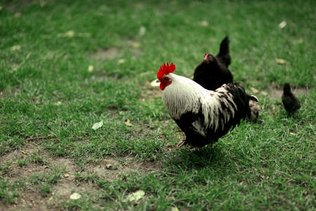 on the green grass beautiful cock black with white and red combの写真素材
