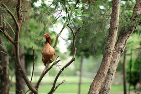 Wildlife on the branches of a coniferous tree sitting chicksの写真素材
