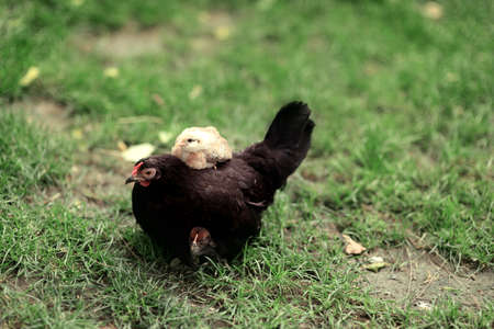 in the park on the green grass sits a black hen with chicksの写真素材