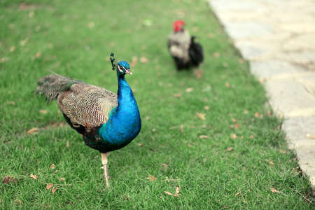 bright peacock walks on the green grassの写真素材