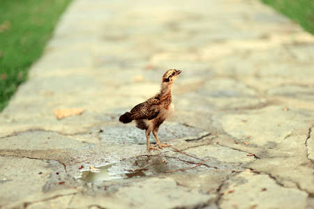 in the park on a path walks with beautiful feathers wild chickの写真素材