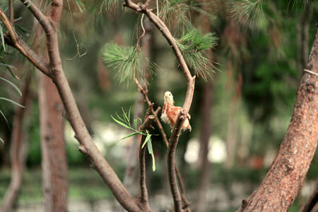 Chick sitting on the branches of a coniferous treeの写真素材