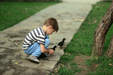 outside in the park a little boy in jeans playing with live chickensの写真素材