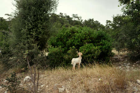 wildlife green bushes and trees and a white lamb chews bushの写真素材
