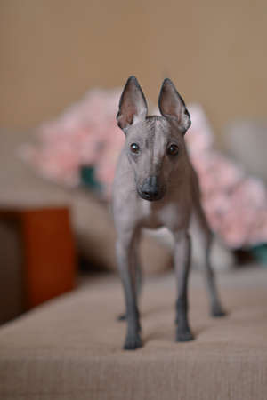portrait of a Peruvian bare gray dog breedの写真素材
