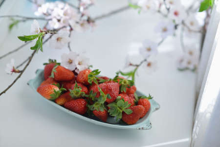 white oval dish with ripe red strawberries and cherries flowering branchesの写真素材