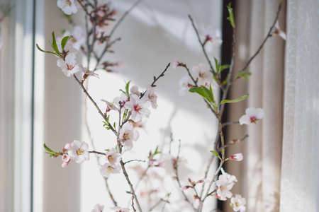Closeup branch of cherry blossoms with white flowersの写真素材