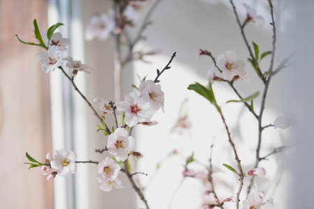 Closeup branch of cherry blossoms with white flowersの写真素材