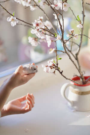 a window with a vase of flowers and hands the baby to keep the little white hamsterの写真素材