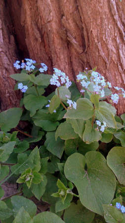 in the park on a background of an old tree bark bushes menotsの写真素材