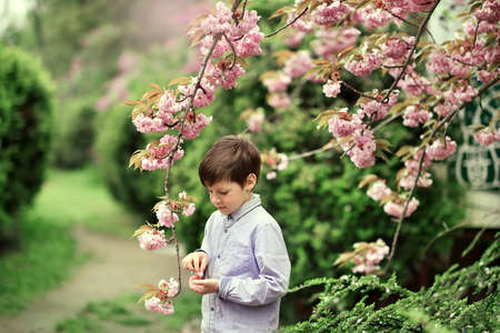 a little boy in a shirt walking in the garden with cherry blossomsの写真素材