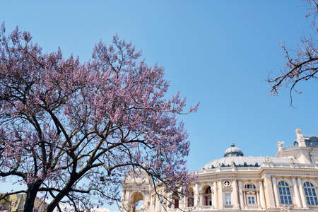 against the sky and a blossoming tree roof of the opera house in Odessaのeditorial素材