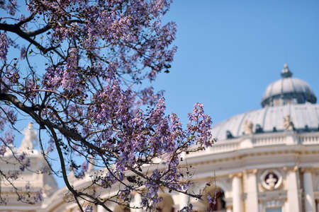 against the sky and a blossoming tree roof of the opera house in Odessaのeditorial素材