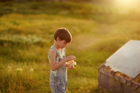 in a field at sunset little boy in jeans playing with chickenの写真素材