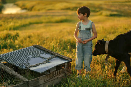 in summer the sun is on the field with a calf boy in jeans with a chicken in his handsの写真素材