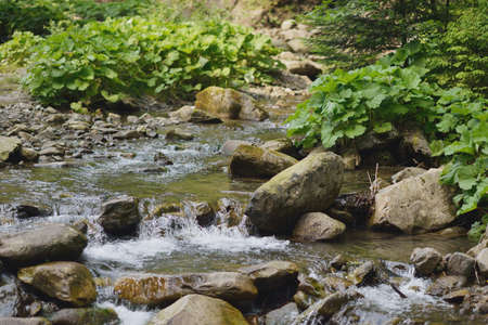 In the forest on the rocks strong currents flowing mountain river