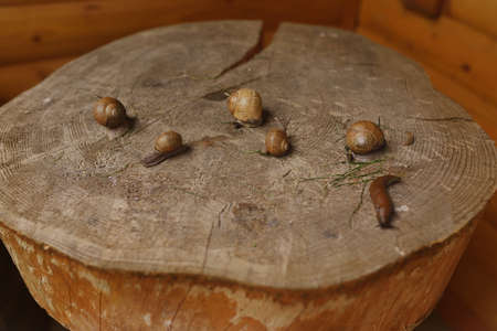 Closeup on a wooden table a lot of snails crawlingの写真素材