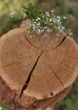 Split the old stump and delicate bouquet of flowers on itの写真素材