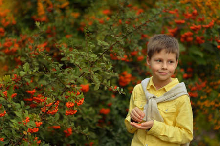 cute little boy in a yellow shirt on the background of large green bush with berries of mountain ashの写真素材