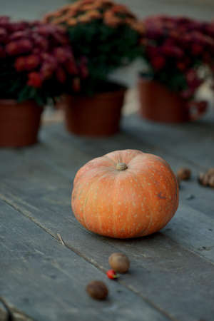 against the background of pots of autumn flowers big orange pumpkinの写真素材