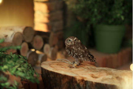 on a large wooden stump little owl sitting on the legs with a ropeの写真素材
