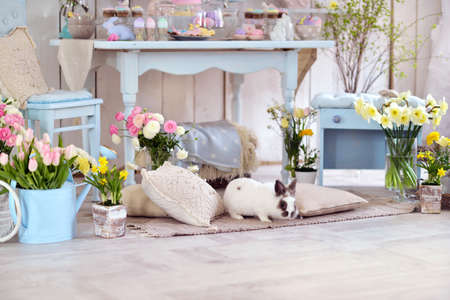 Easter decorations in the room in pastel colors, flowers, eggs, rabbitsの写真素材