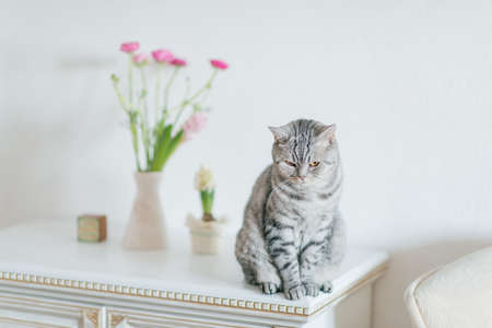 white dresser sits a gray tabby cat British breed and a vase of flowersの写真素材