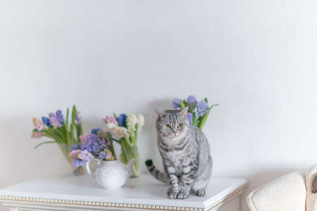 on a table near the vases with bouquets of hyacinth sitting gray cat British breedの写真素材