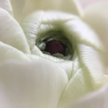 close-up of a white rose bud, petals and stamenの写真素材