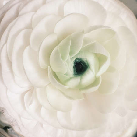 close-up of a white rose bud, petals and stamen