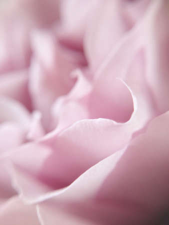 close-up of a pink rose bud, petals and stamenの写真素材