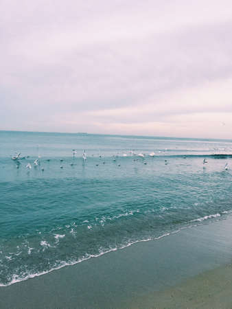 in the sky with clouds and a seagull flying swans at sea and surfの写真素材
