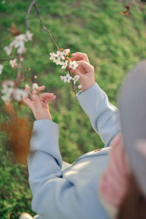 Spring flowering garden, and a branch of a blossoming tree with children's handsの写真素材