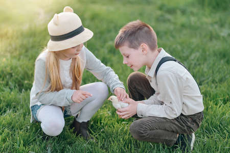 on green grass boy with blond girl in a hat plays with chickenの写真素材