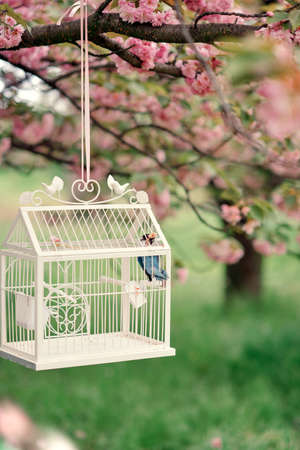 in the garden on a branch of cherry blossoms weighs beautiful white cage with a birdの写真素材