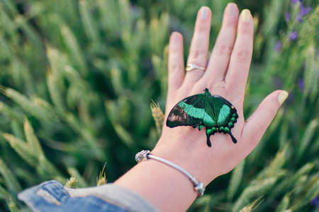 on a background of green grass sits a big butterfly on a female hand
